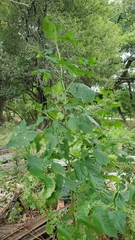 Chenopodiastrum simplex