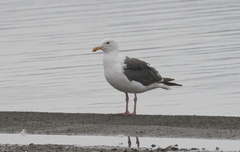 Larus occidentalis