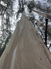 Eucalyptus globulus