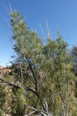 Prosopis glandulosa