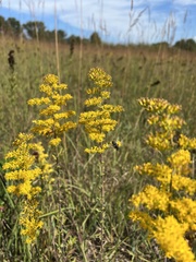 Solidago speciosa