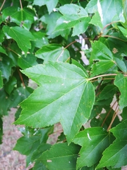 Acer