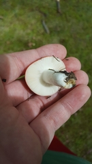 Russula emetica