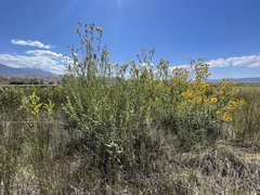 Helianthus nuttallii