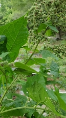 Chenopodiastrum simplex