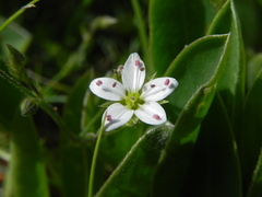 Sabulina verna