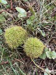 Castanea mollissima