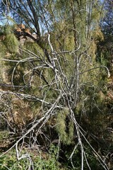 Prosopis glandulosa