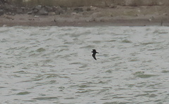 Hydrobates microsoma