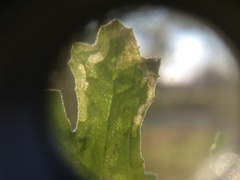 Phytomyza syngenesiae