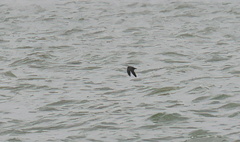 Hydrobates microsoma