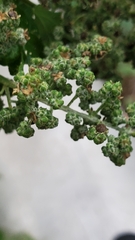 Chenopodiastrum simplex