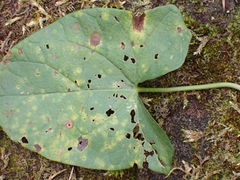 Puccinia convolvuli
