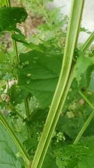 Chenopodiastrum simplex