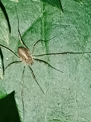 Oligolophinae
