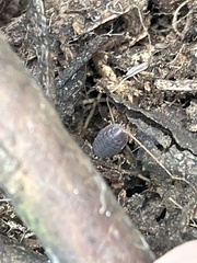 Porcellio dilatatus
