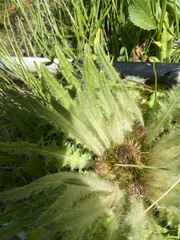 Cirsium scariosum