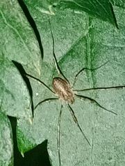 Oligolophinae