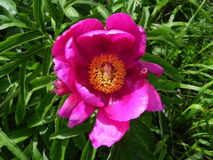 Paeonia officinalis
