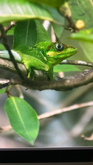 Anolis equestris