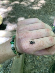 Paraphidippus aurantius