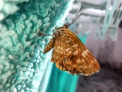 Lepidoptera