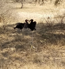 Bucorvus leadbeateri
