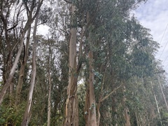 Eucalyptus globulus