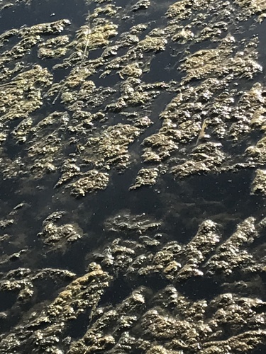 Chlamydomonas reinhardtii