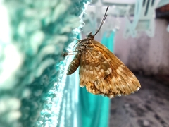 Lepidoptera