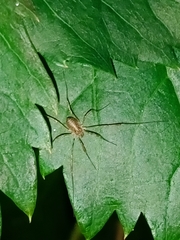 Oligolophinae