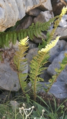 Polystichum