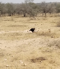 Bucorvus leadbeateri