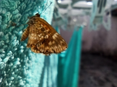 Lepidoptera