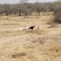 Bucorvus leadbeateri