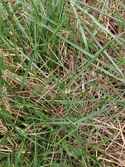 Melanoplus differentialis