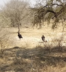 Bucorvus leadbeateri