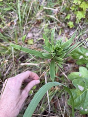 Procecidochares atra