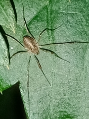 Oligolophinae