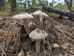 Amidella