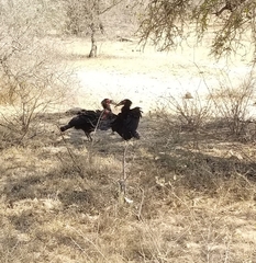 Bucorvus leadbeateri