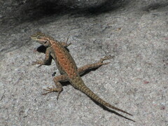 Sceloporus jarrovii