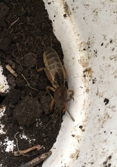 Gryllotalpa gryllotalpa
