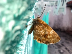 Lepidoptera