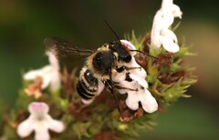 Megachile centuncularis
