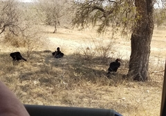 Bucorvus leadbeateri