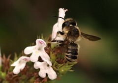 Megachile centuncularis
