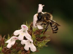 Megachile centuncularis