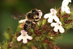 Megachile centuncularis