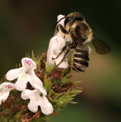 Megachile centuncularis